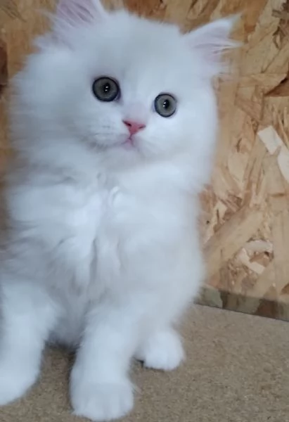 Gattino maschio cucciolo di persiani normotipici  | Foto 2
