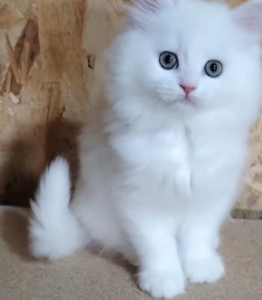 Gattino maschio cucciolo di persiani normotipici  | Foto 1