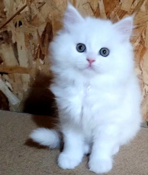 Gattino maschio cucciolo di persiani normotipici  | Foto 0