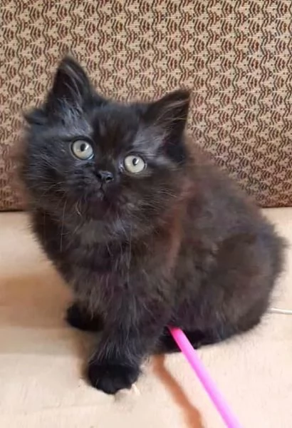Cucciola di gatti persiani normotipici femmina  | Foto 2