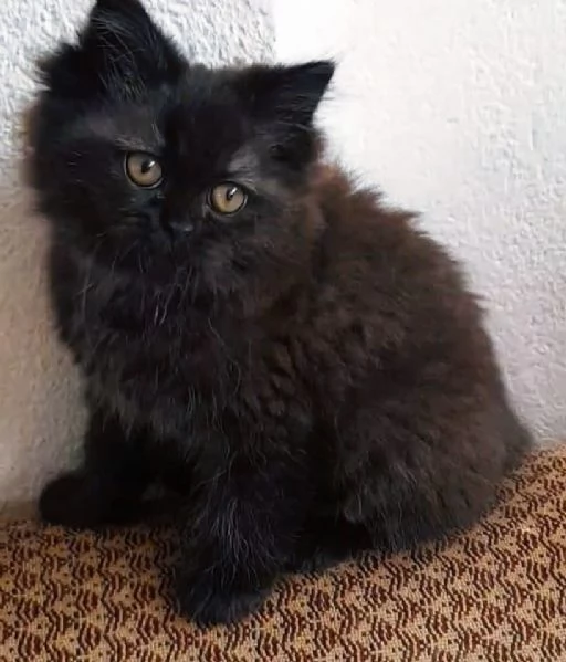Cucciola di gatti persiani normotipici femmina  | Foto 1