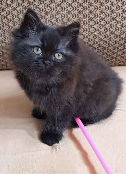 Cucciola di gatti persiani normotipici femmina  | Foto 0