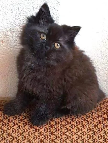 Cucciola di gatti persiani normotipici femmina 