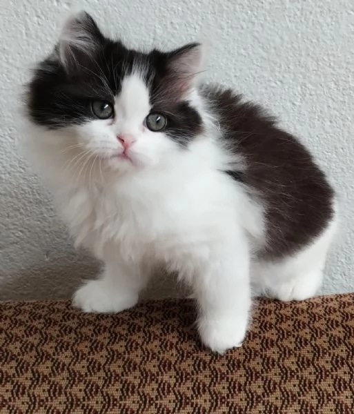 Gattina figlia di gatti persiani normotipici  femmina | Foto 5