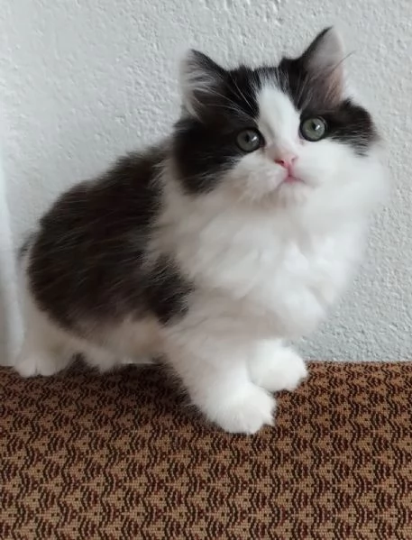 Gattina figlia di gatti persiani normotipici  femmina