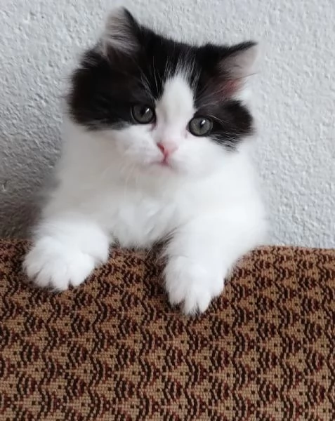Gattina figlia di gatti persiani normotipici  femmina | Foto 2