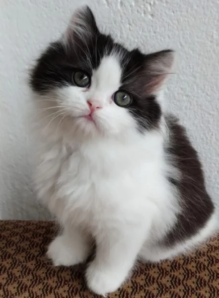 Gattina figlia di gatti persiani normotipici  femmina | Foto 1