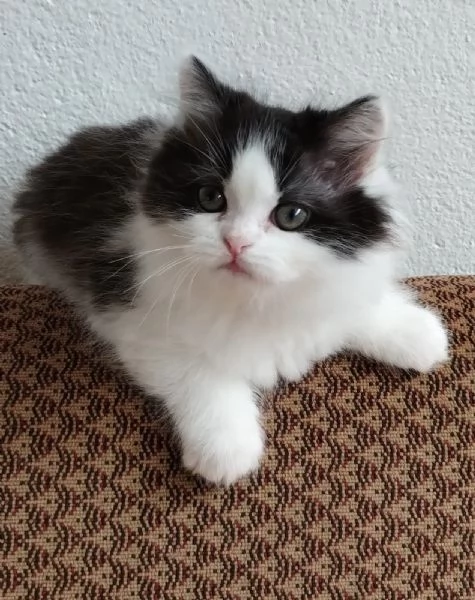 Gattina figlia di gatti persiani normotipici  femmina | Foto 0