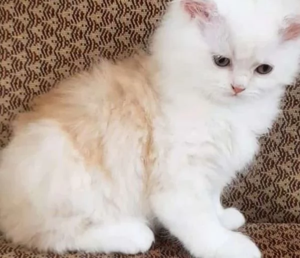 Cucciolo di gatti persiani normotipici maschio  | Foto 4