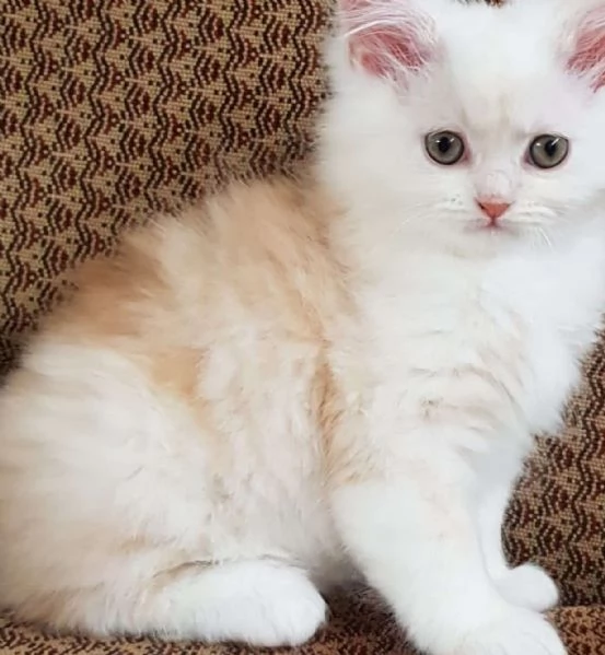Cucciolo di gatti persiani normotipici maschio  | Foto 3