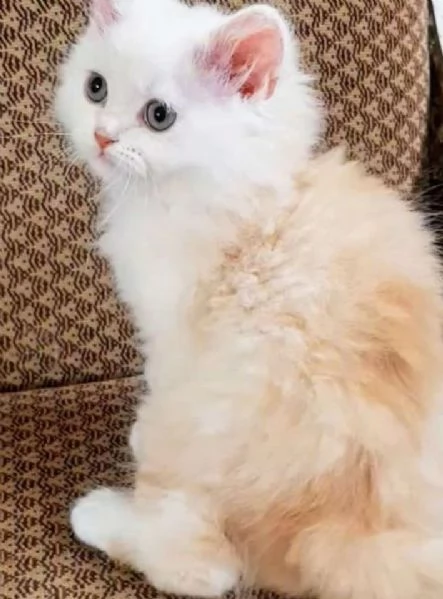 Cucciolo di gatti persiani normotipici maschio  | Foto 2