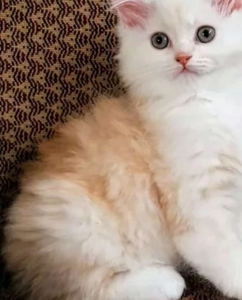 Cucciolo di gatti persiani normotipici maschio  | Foto 1