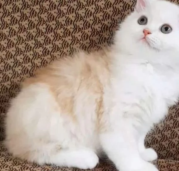 Cucciolo di gatti persiani normotipici maschio  | Foto 0