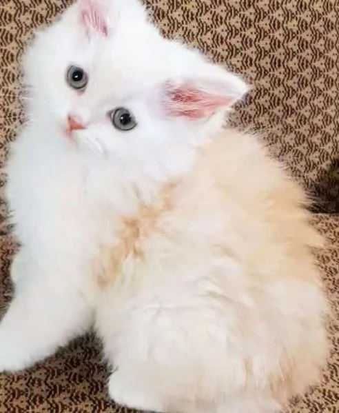 Cucciolo di gatti persiani normotipici maschio 