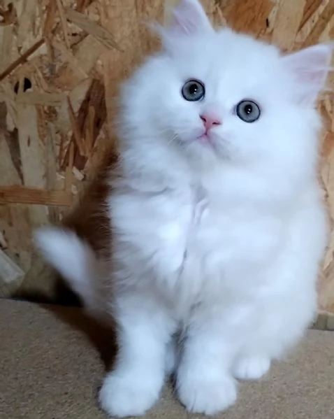 Cucciolo di persiani normotipici maschio  | Foto 4