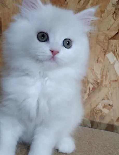 Cucciolo di persiani normotipici maschio  | Foto 3