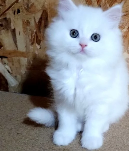 Cucciolo di persiani normotipici maschio  | Foto 2