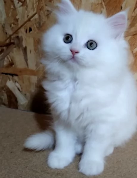 Cucciolo di persiani normotipici maschio 