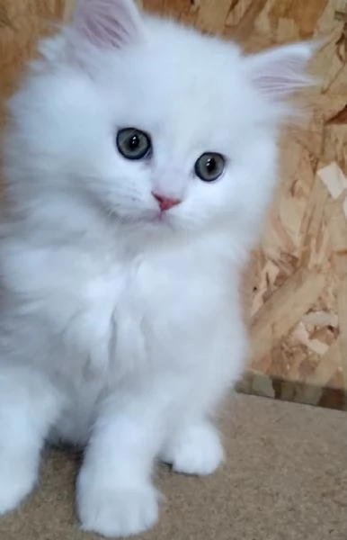 Cucciolo di persiani normotipici maschio  | Foto 1