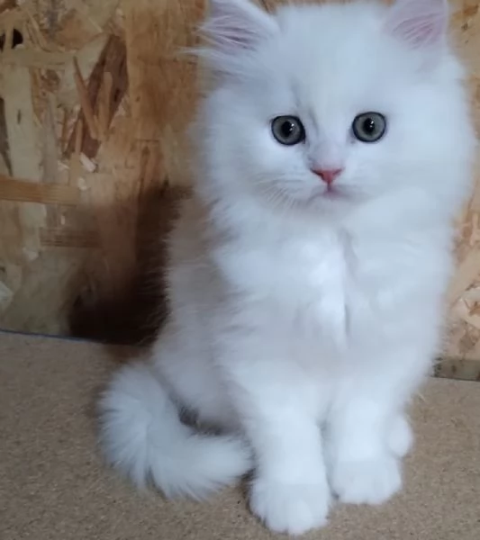 Cucciolo di persiani normotipici maschio  | Foto 0