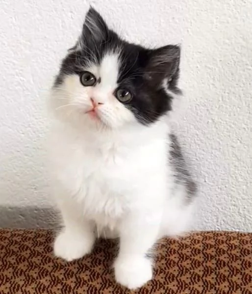 Gattina con genitori gatti persiani normotipici femmina  | Foto 3