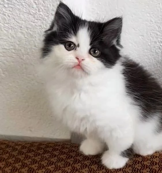 Gattina con genitori gatti persiani normotipici femmina  | Foto 2