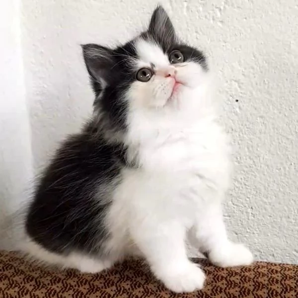 Gattina con genitori gatti persiani normotipici femmina  | Foto 1