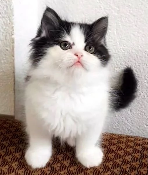 Gattina con genitori gatti persiani normotipici femmina  | Foto 0