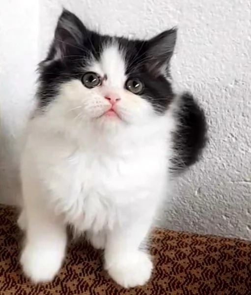 Gattina con genitori gatti persiani normotipici femmina 