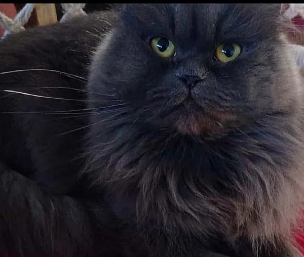 Gattina con genitori gatti persiani normotipici  | Foto 4