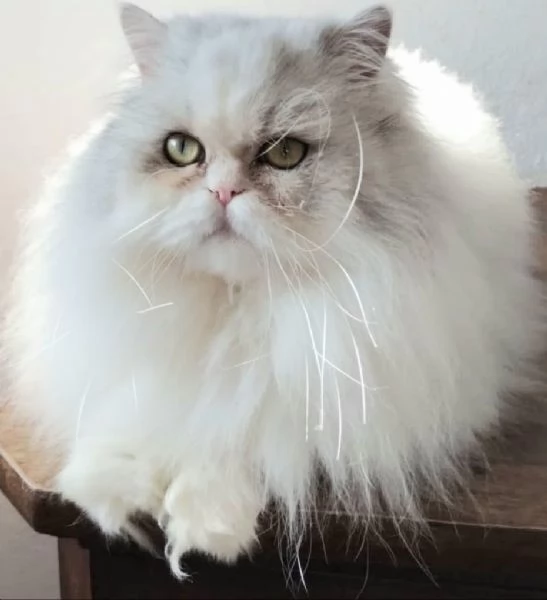 Gattina con genitori gatti persiani normotipici  | Foto 0