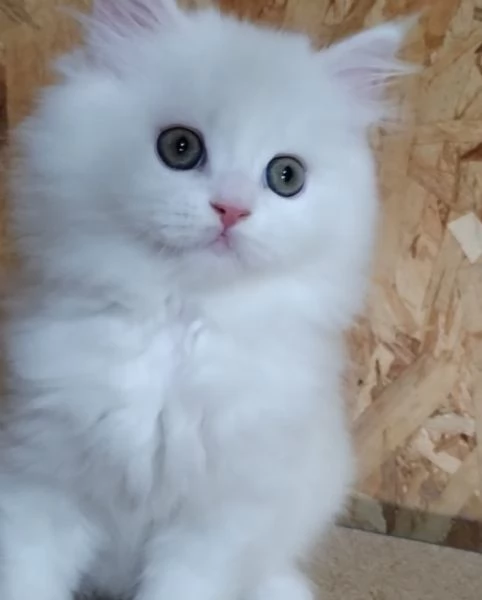 Cucciolo di gatti persiani normotipo  | Foto 5