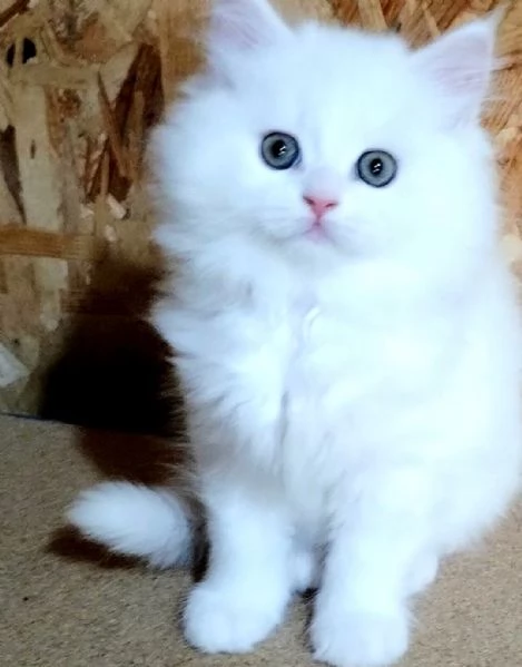 Cucciolo di gatti persiani normotipo  | Foto 4
