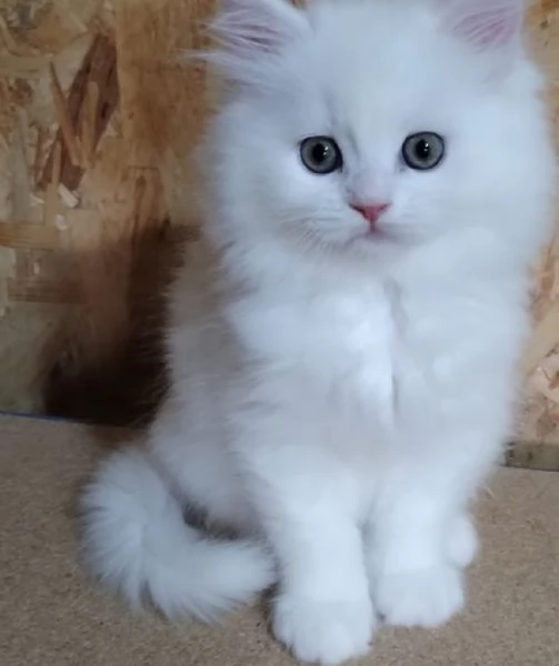 Cucciolo di gatti persiani normotipo  | Foto 3