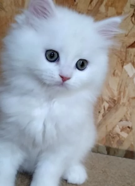 Cucciolo di gatti persiani normotipo  | Foto 2