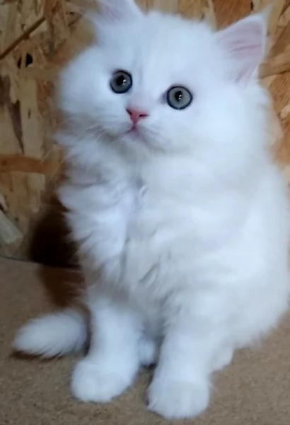 Cucciolo di gatti persiani normotipo 