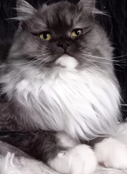 Cucciolo di gatti persiani normotipo  | Foto 1
