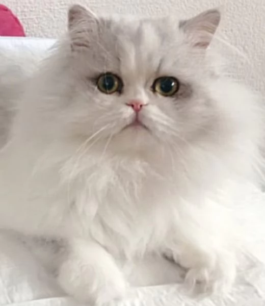 Cucciolo di gatti persiani normotipo  | Foto 0
