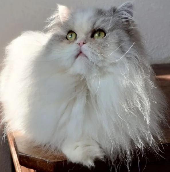 Gattino figlio di persiani normotipici  | Foto 2