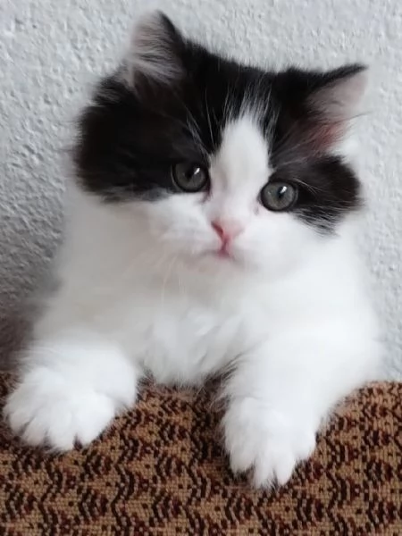 Gattina figlia di persiani normotipici  | Foto 5