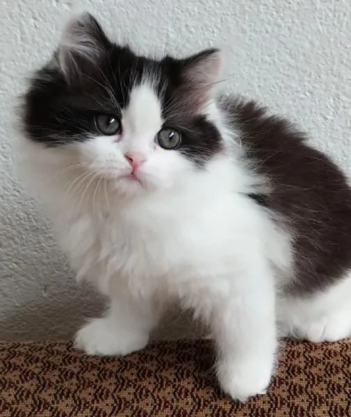 Gattina figlia di persiani normotipici 