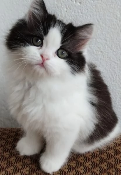 Gattina figlia di persiani normotipici  | Foto 4