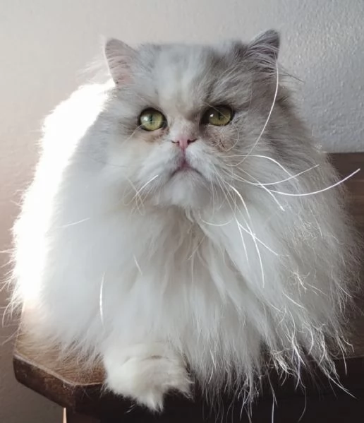 Gattina figlia di persiani normotipici  | Foto 3