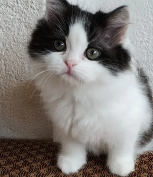Gattina figlia di persiani normotipici  | Foto 2