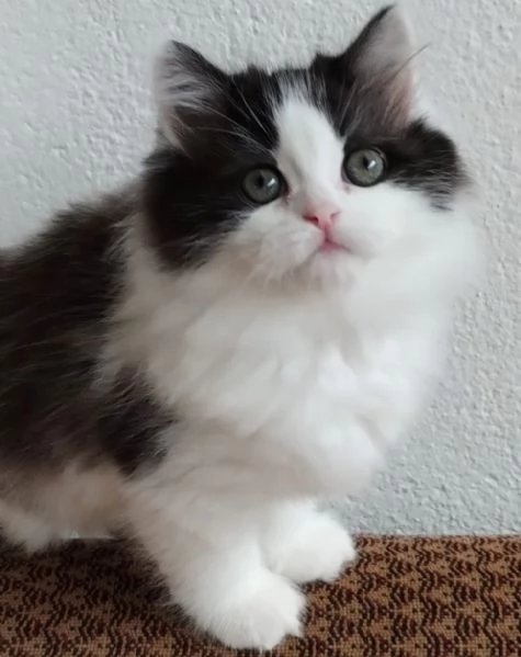 Gattina figlia di persiani normotipici  | Foto 1
