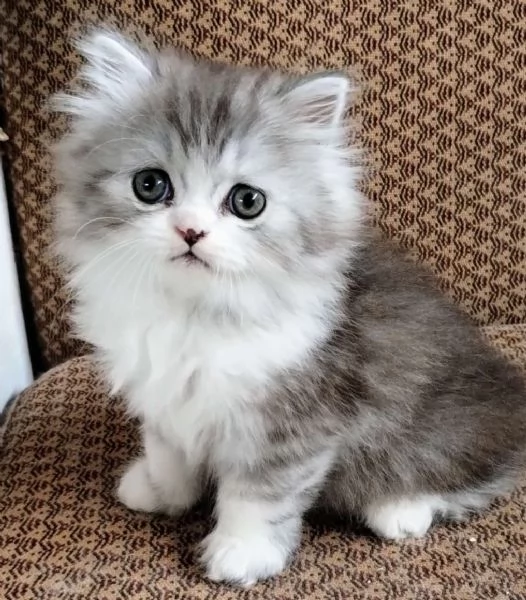 Dolcissimo cucciolo di persiani normotipo maschio  | Foto 5