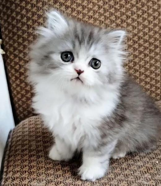 Dolcissimo cucciolo di persiani normotipo maschio  | Foto 4