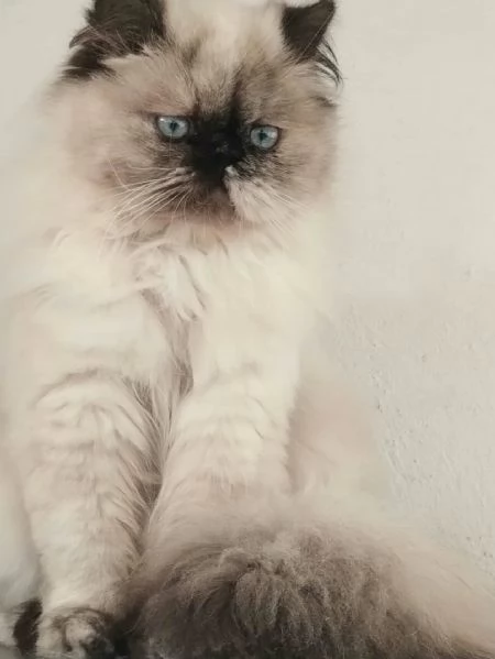 Dolcissimo cucciolo di persiani normotipo maschio  | Foto 3