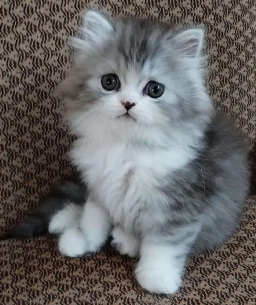 Dolcissimo cucciolo di persiani normotipo maschio  | Foto 2