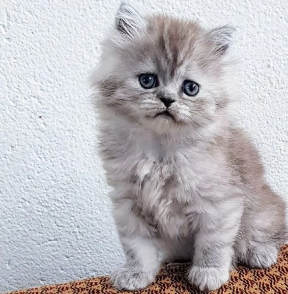 Piccola cucciola di persiani  femmina  | Foto 6